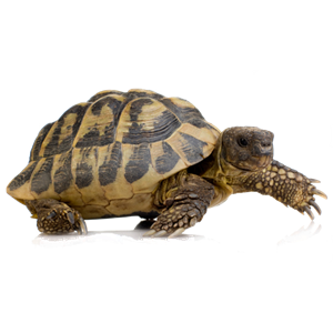 Turtle PNG-24777